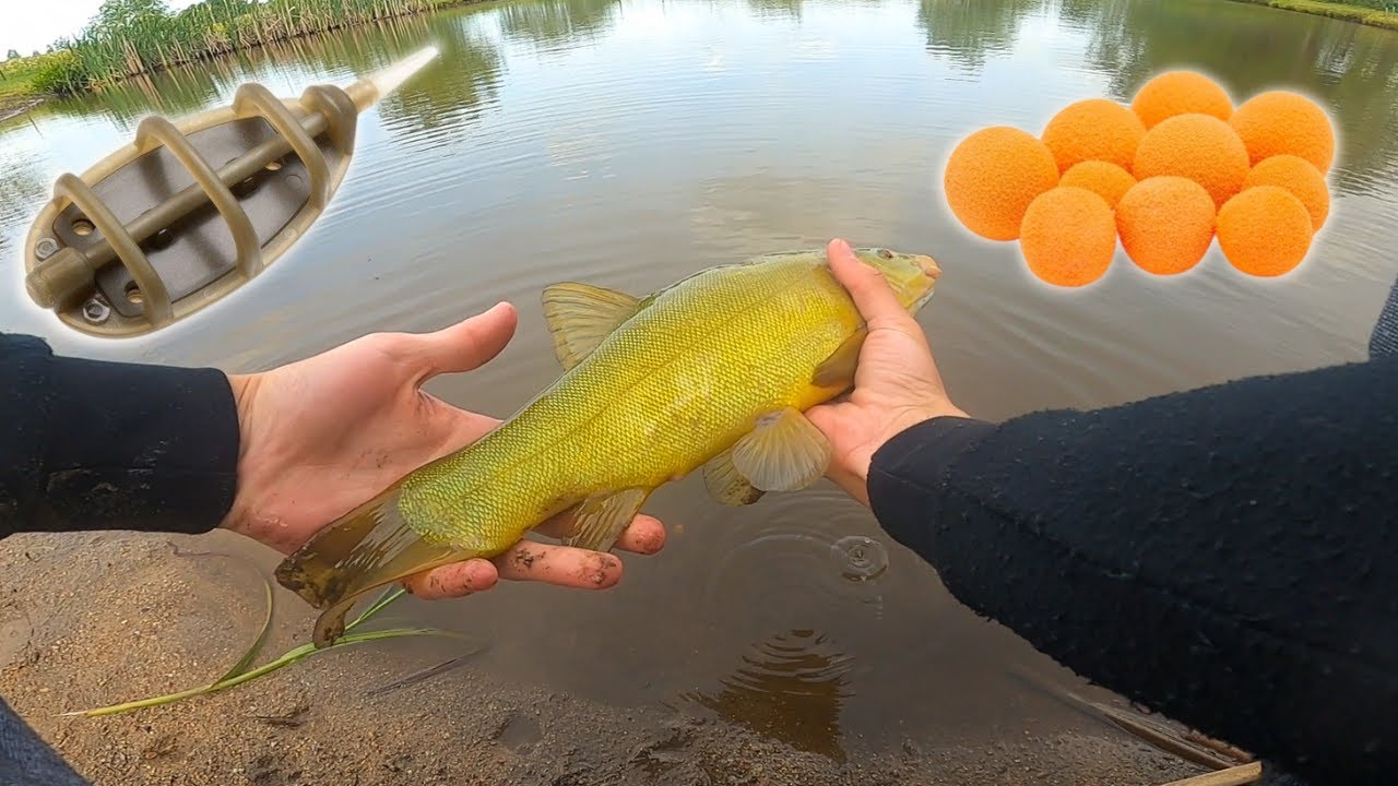 Lynų ir karosų žvejyba | Mokinuos gaudyti methodu