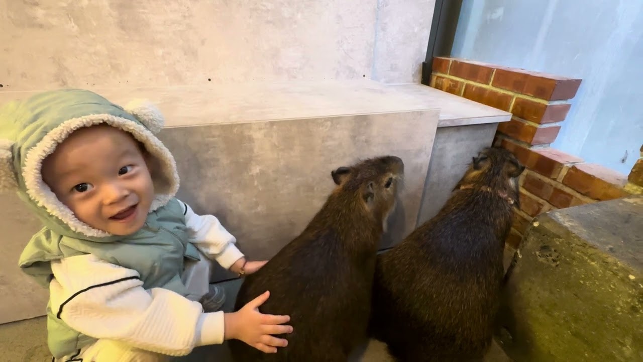 Capybaras