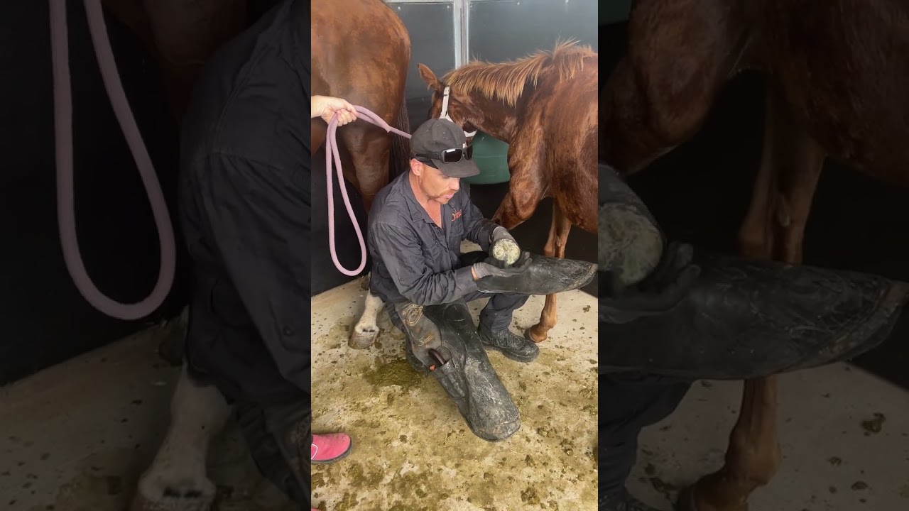 Fractured Pedal Bone in 6 Month old Thoroughbred Filly
