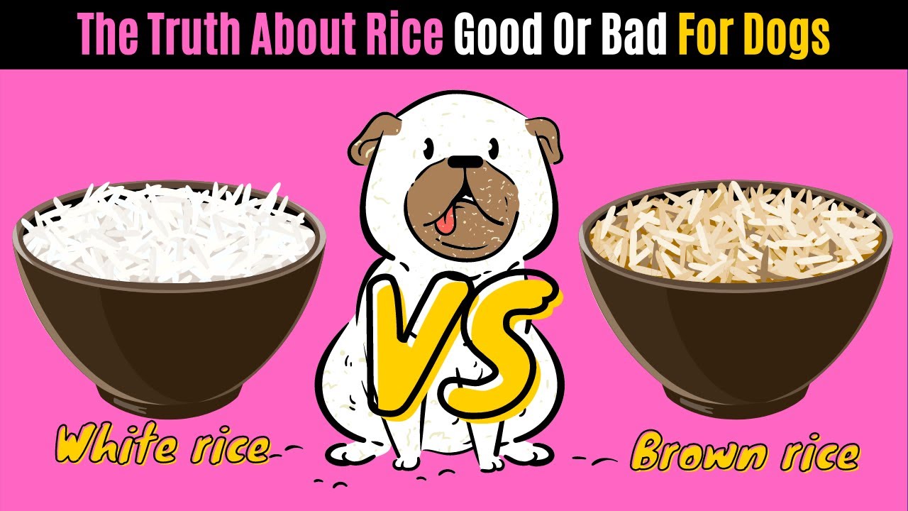The TRUTH about RICE Good or BAD For Dogs?🤔
