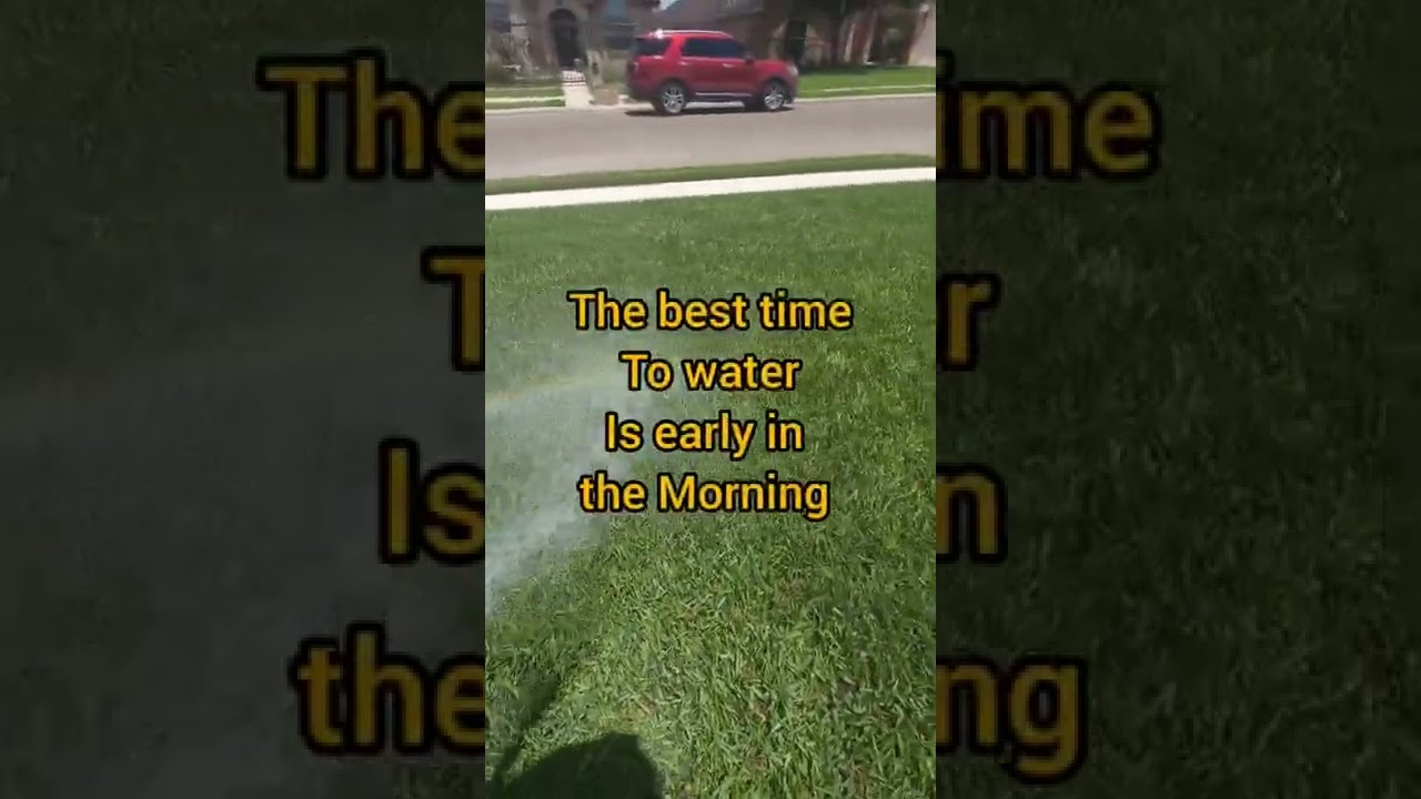 summer lawn watering tips