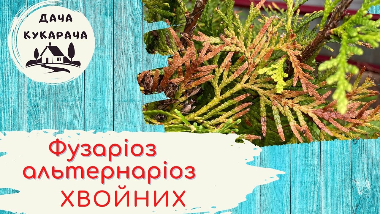 Лікуємо туї від грибкових хвороб!