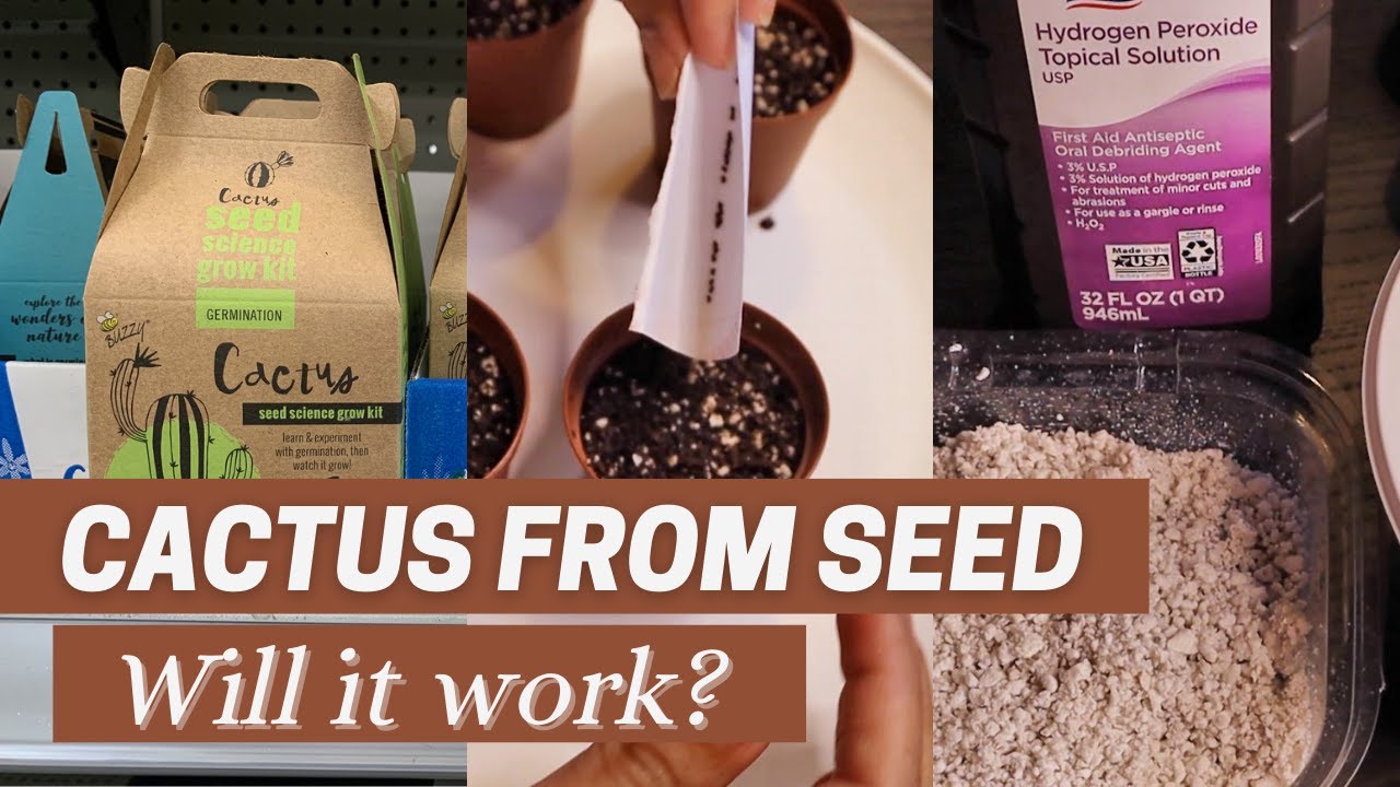 Cactus from Seed (Trying a New Way) | Spider Farmer sf-600 Grow Light