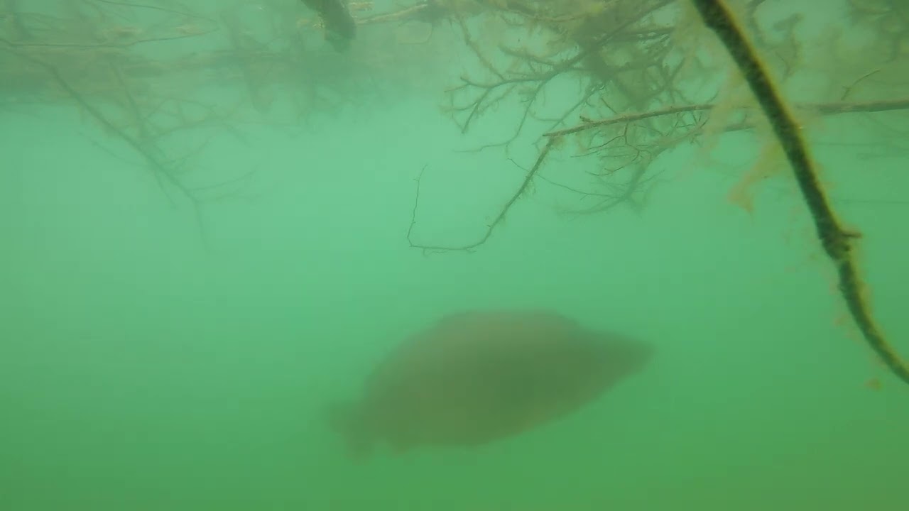 Marne Valley Carping - Vraux April 2024 - Underwater 1 of 4