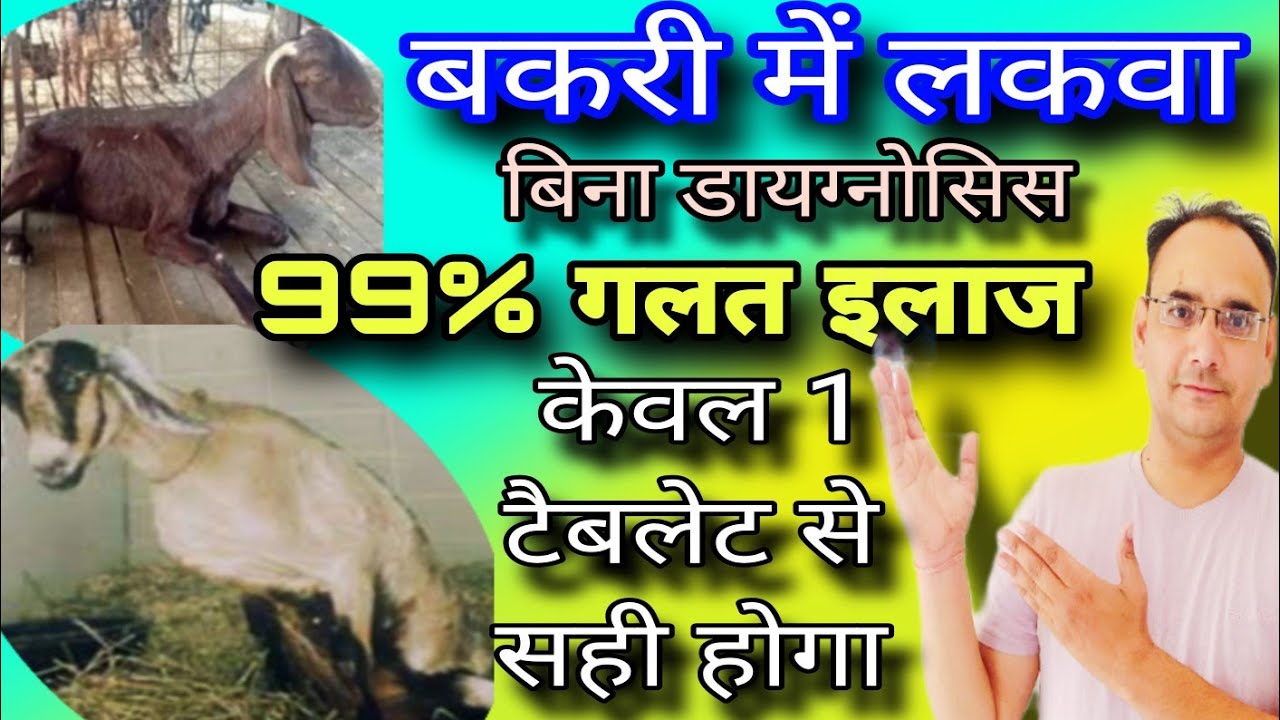 Лечение паралича у коз. Цереброспинальный нематодоз. Поясничный паралич.