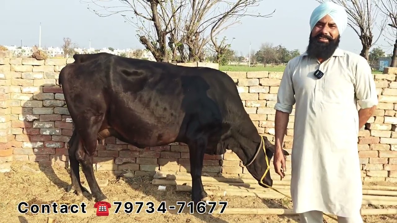ਇੱਕ ਗੱਬਣ ਗਾਂ ਵਿਕਾਊ ,, One cow for sale. 