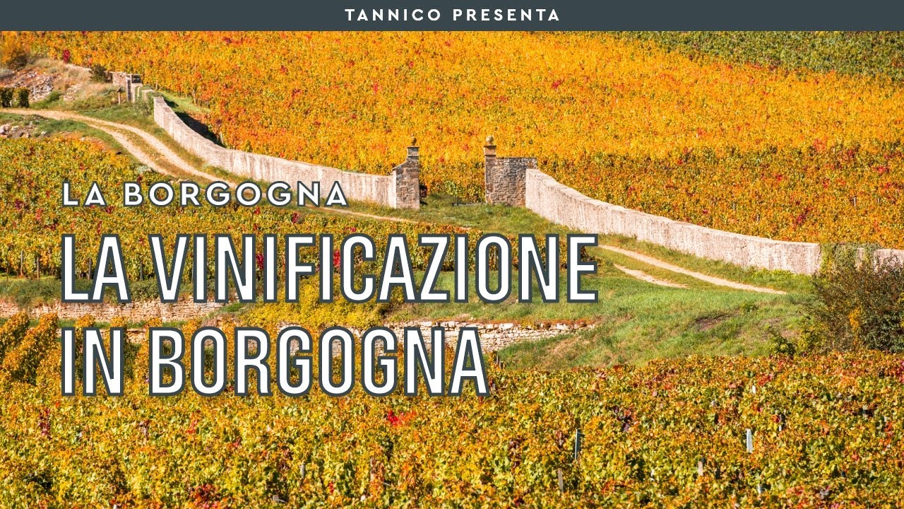 La vinificazione in Borgogna | Tannico Flying School