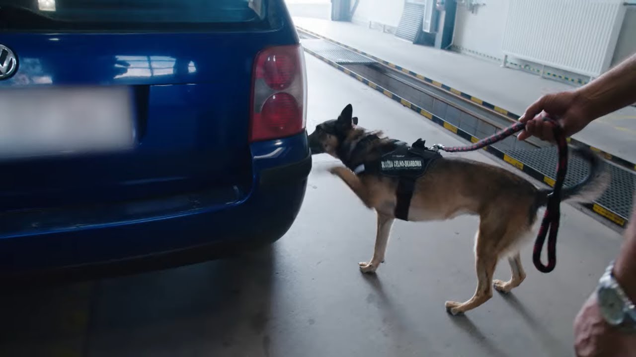Pies wyczuł przemycane papierosy, przemytnik był rozbawiony... [Nic do zgłoszenia]