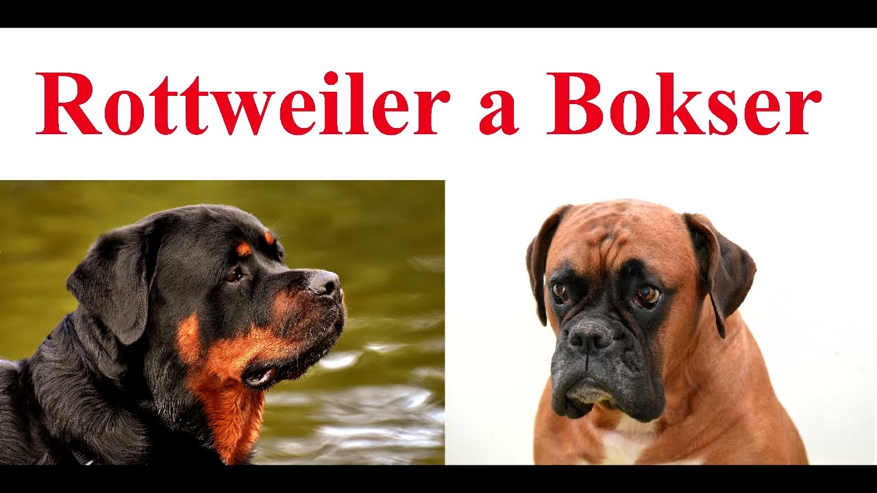 Bokser a Rottweiler - porównanie psów