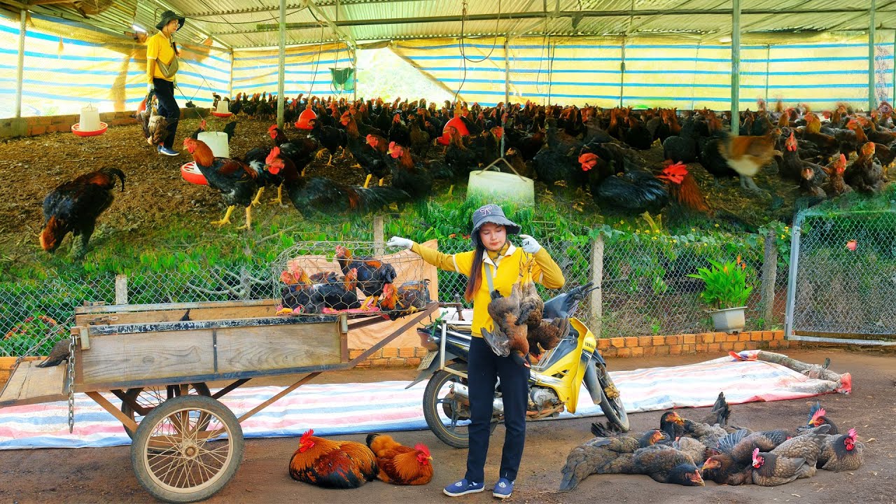Harvesting 100kg Of Chicken To Sell At The Market &ndash; Farm Life: Cooking, Gardening