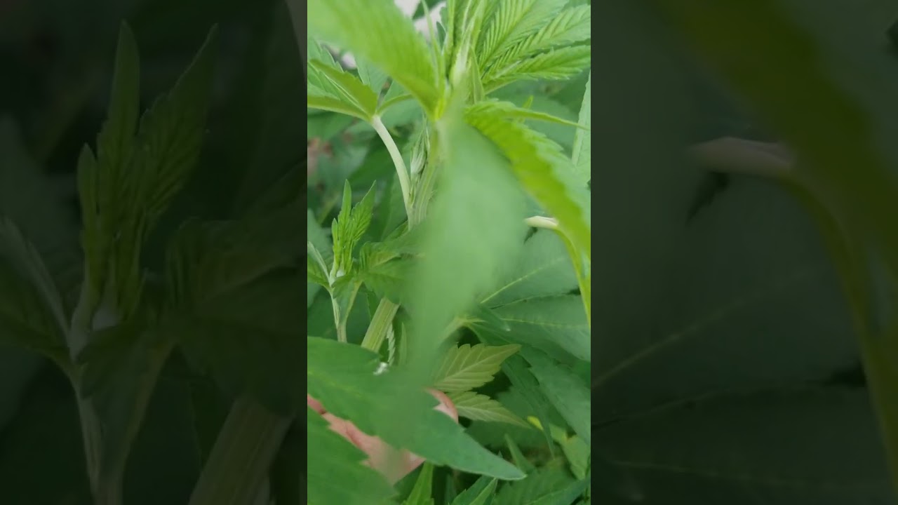 2023 southwestern Ontario outdoor grow