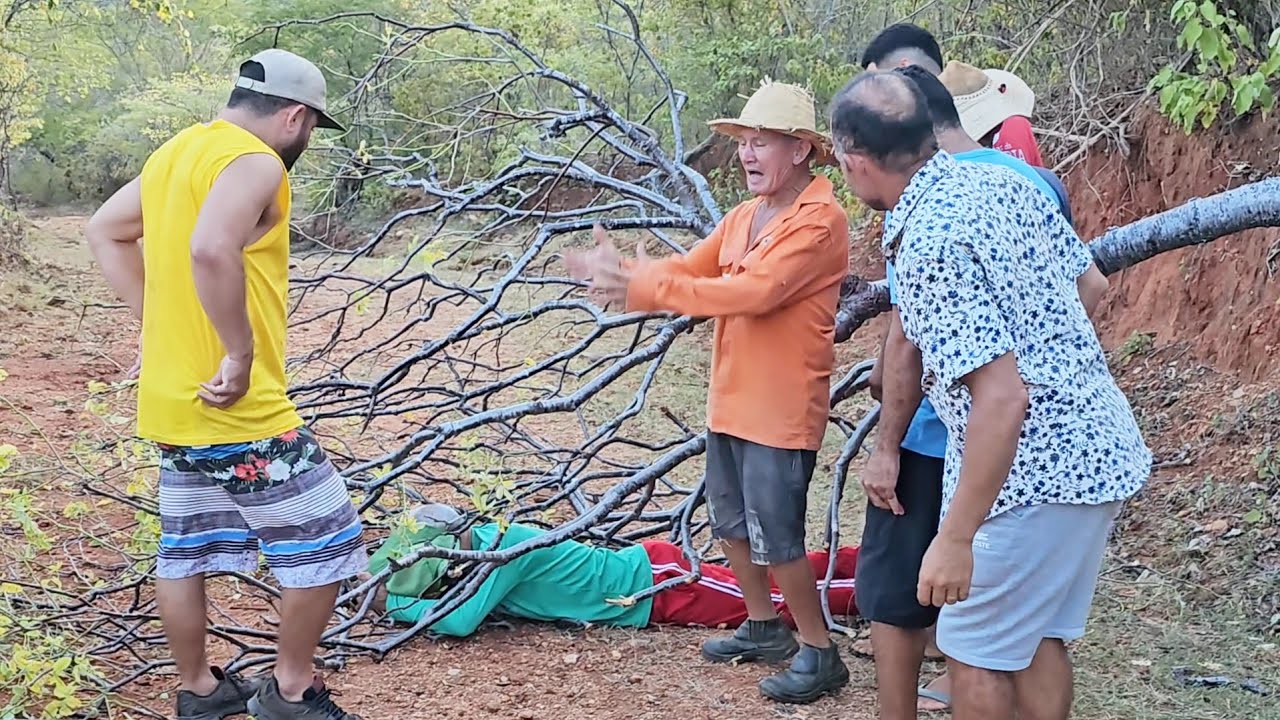 Uma árvore caiu em cima de seu Antônio #comedia #humor #viralvideo #viralshort #video
