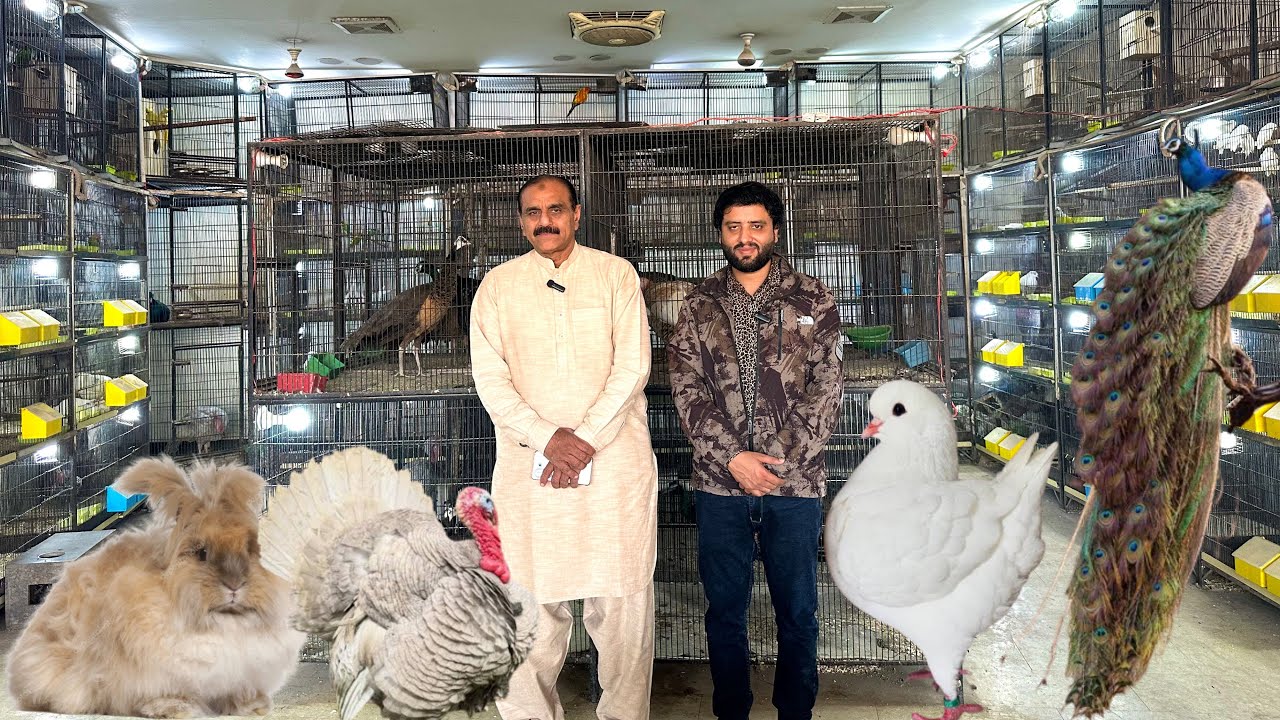 Multan Sunday Birds Market 22 February 2026 | multan birds market latest update | Mustaq Ahamad |