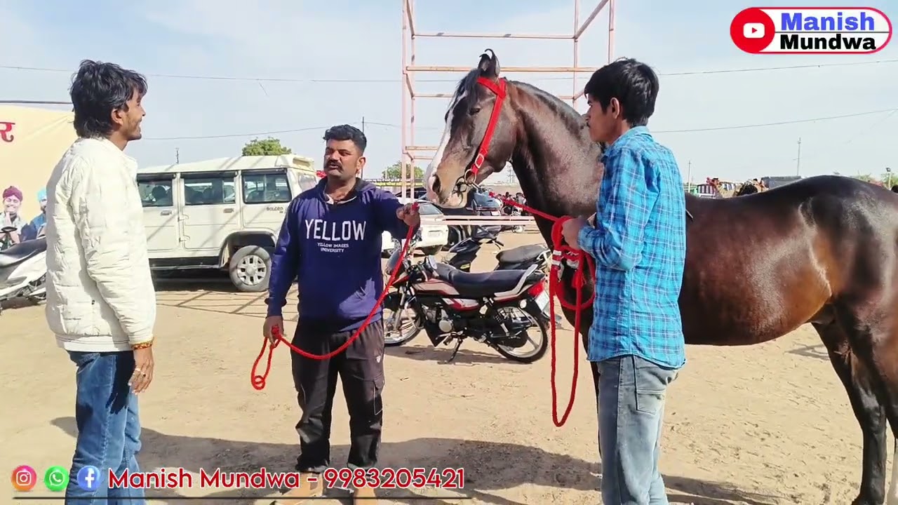India's No.1 Horse Aganiveer/ भारत का चैंपियन घोड़ा अग्निवीर/ The Superb Marwari Horse Video 