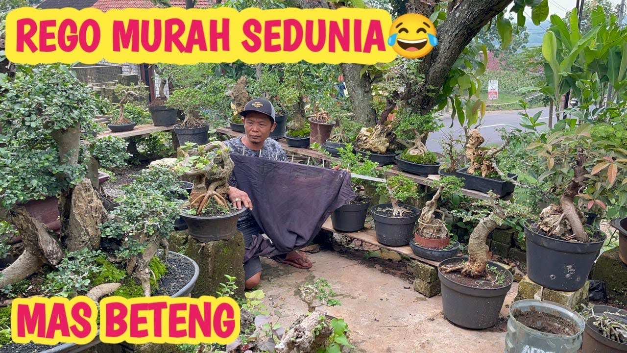 FULL BONSAI ,HARGA MURAH SEDUNIA JARE MAS BETENG😁📞 0813-5873-7604 @JeckpaeyBonsai91 