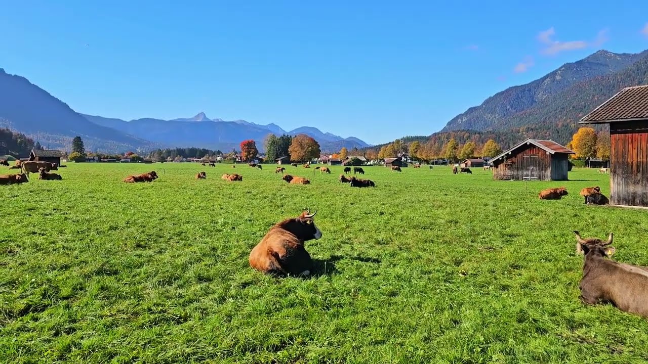 So schön ist der Herbst in Bayern!Kühe,Schafe auf der Weide bei Garmisch-Partenkirchen#giatrangvlogs