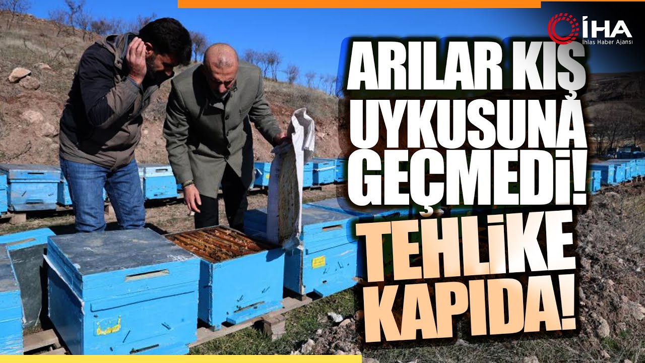 Küresel ısınma arıları da uyutmadı