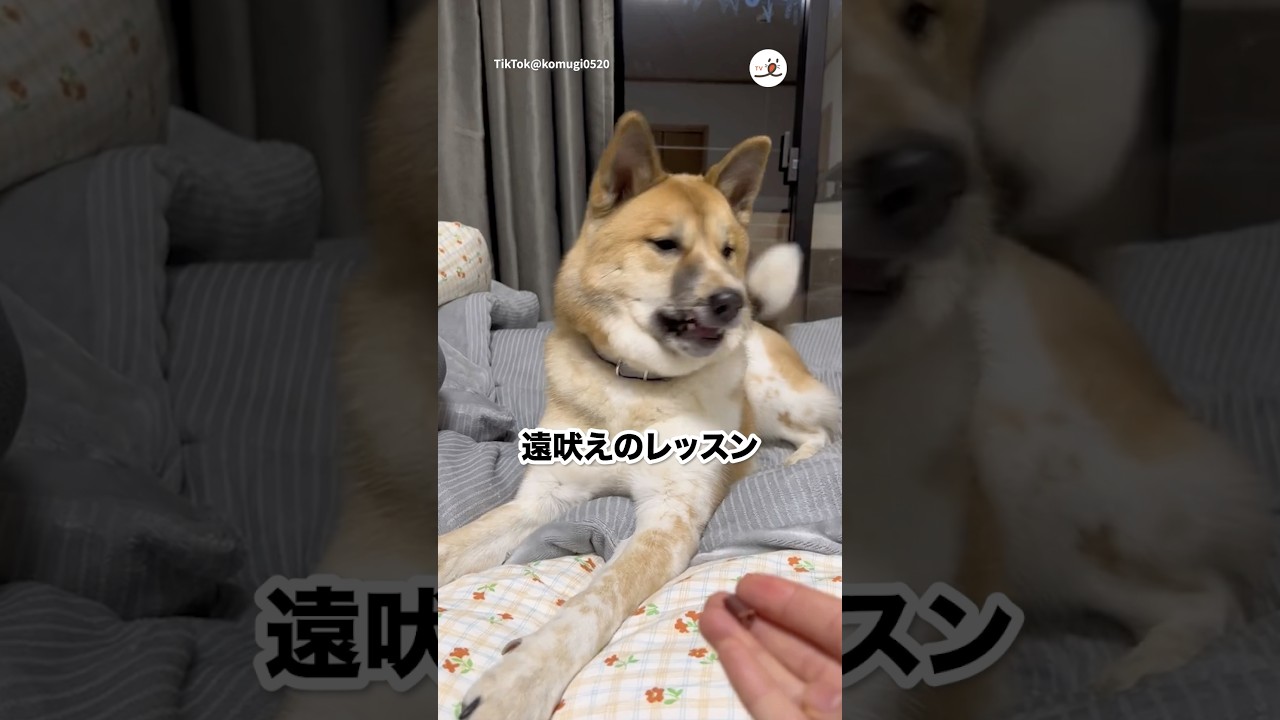 元野犬の遠吠えレッスン｜PECO