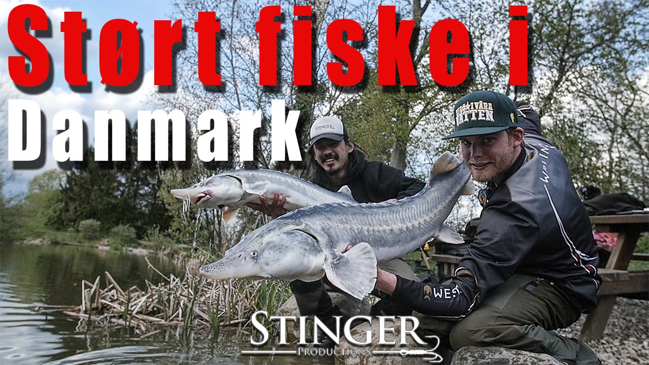 Stört Fiske i Danmark
