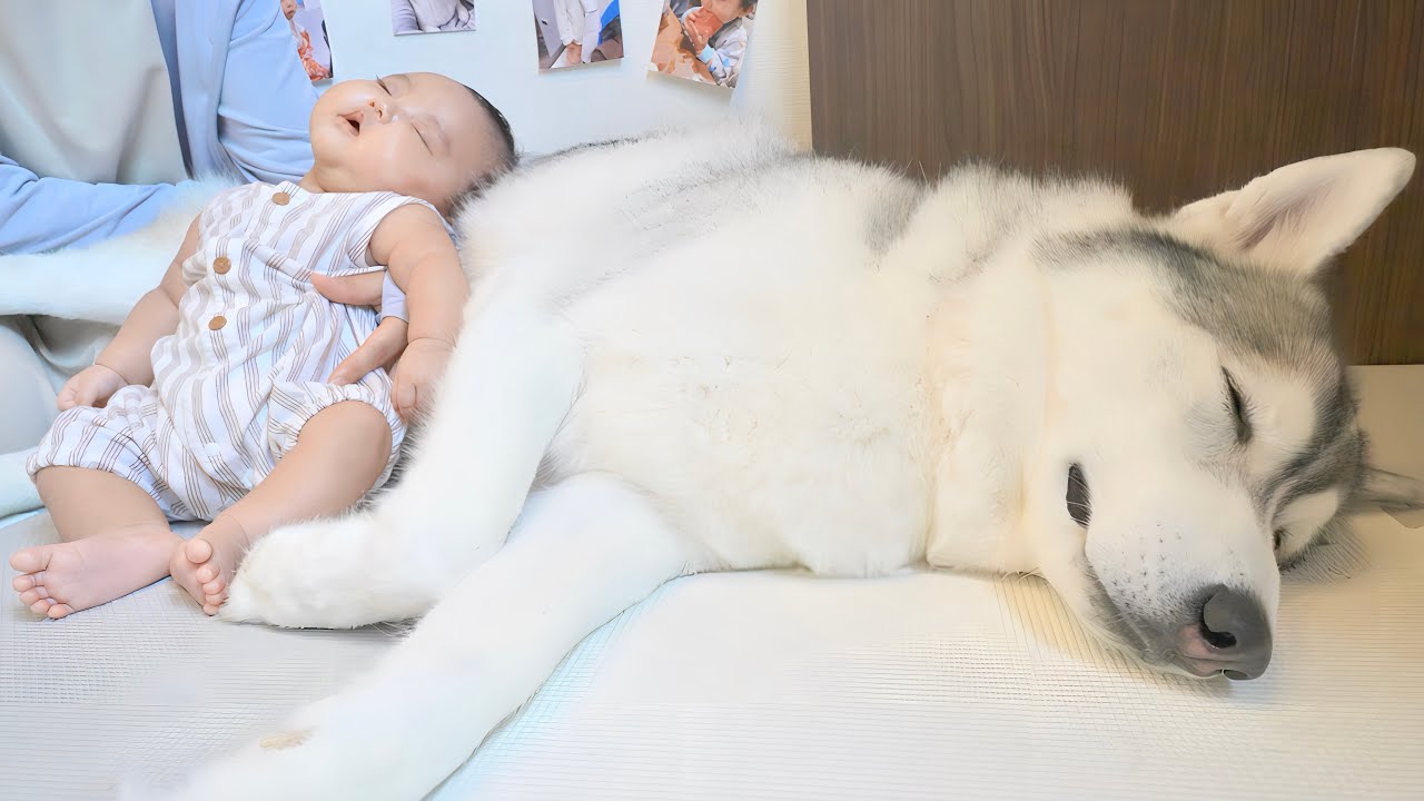 赤ちゃんを包み込み、寝かしつける愛犬が優しすぎました...