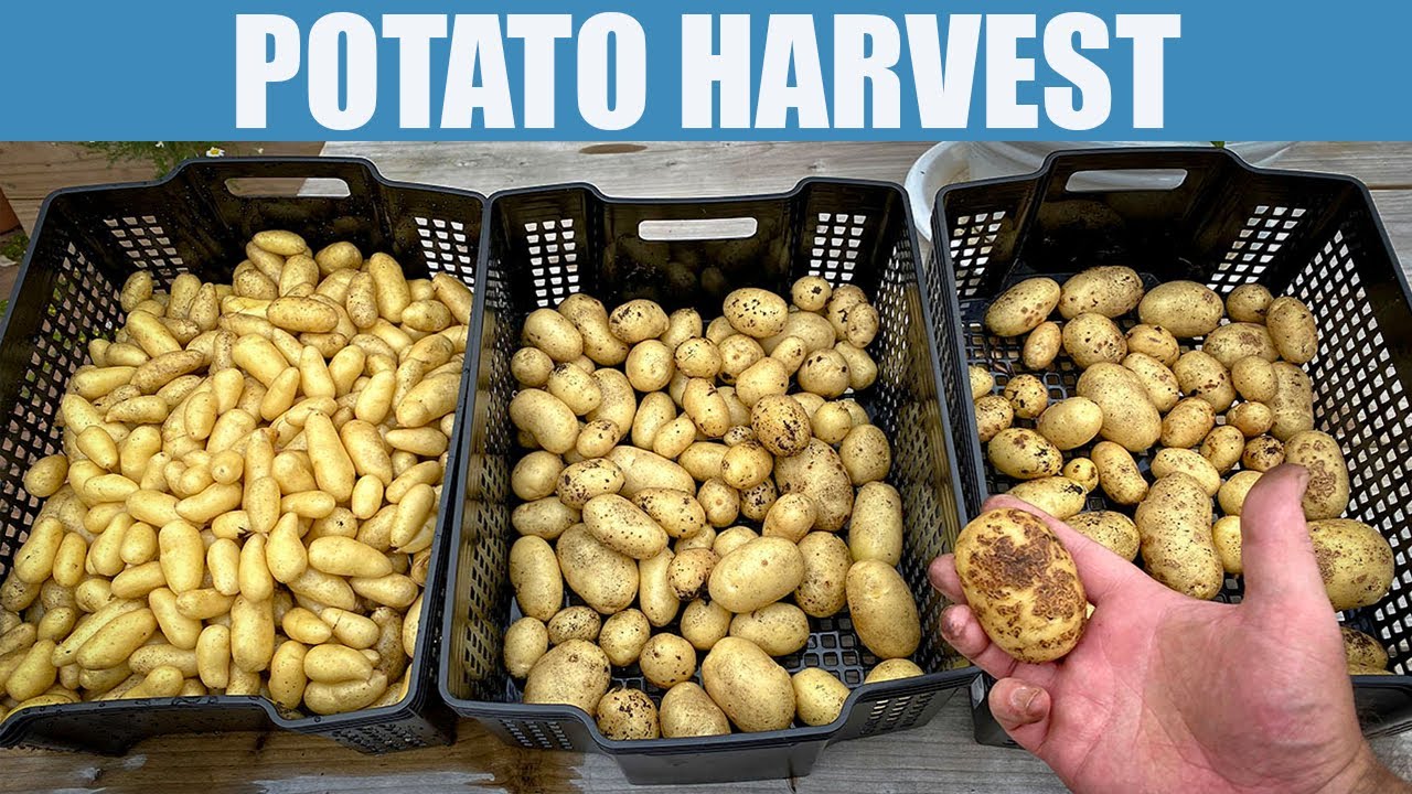 POTATO HARVEST AND REVEAL, for Ratte and Vivaldi, grown from my own seed potatoes.