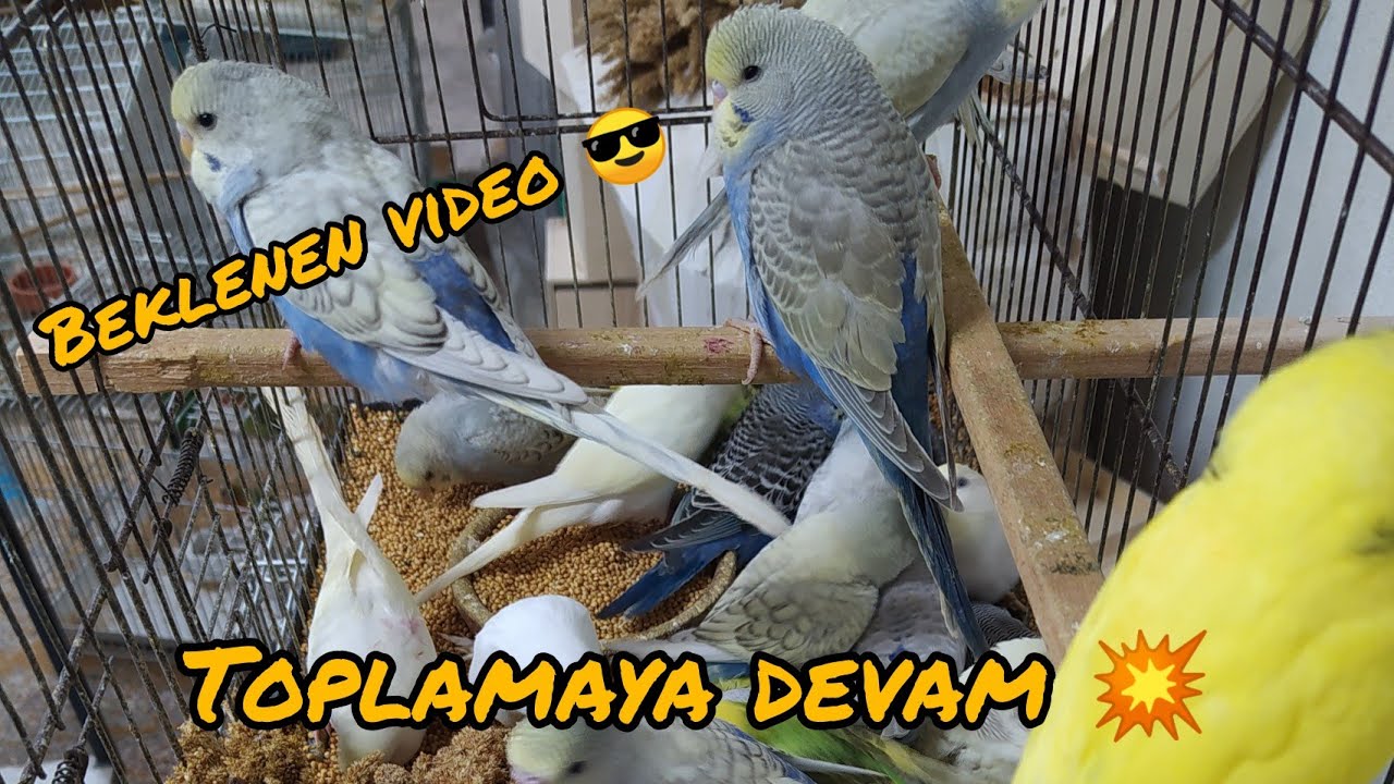 Yuvalıklardan Yavru Topluyoruz - 12 l VLog