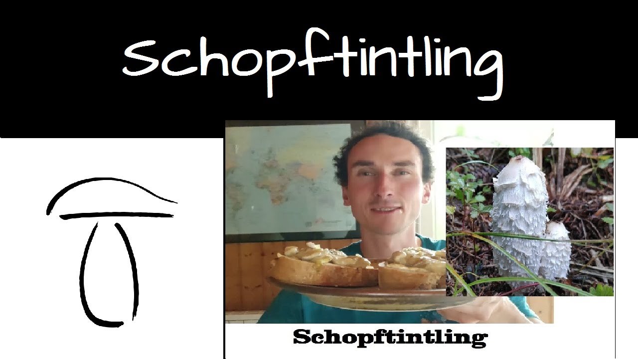 Schopftintling richtig sammeln, zubereiten, verarbeiten, trocknen. Vital- und Heilpilz ganze Doku