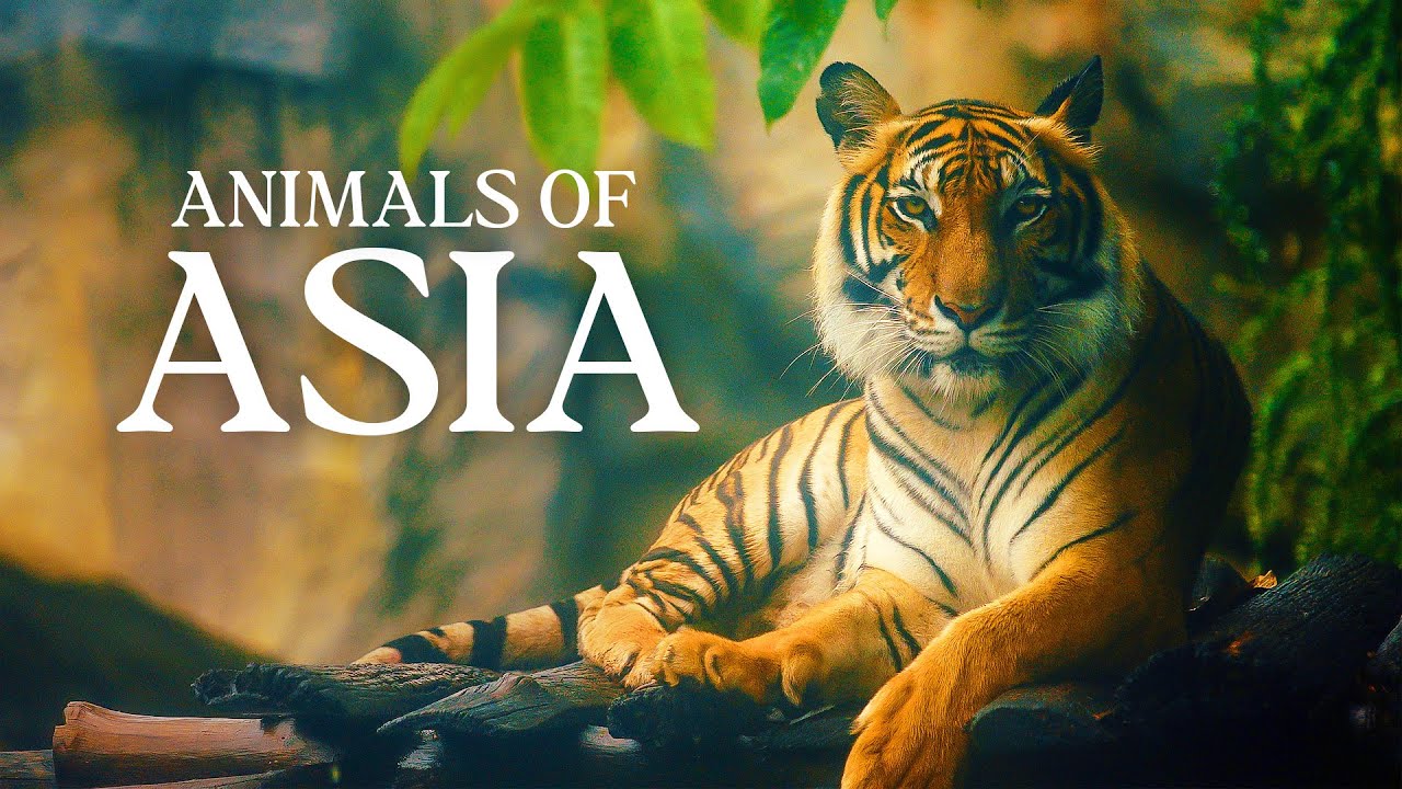 Animals of Asia in 4K - Beautiful Wildlife With Calming Music