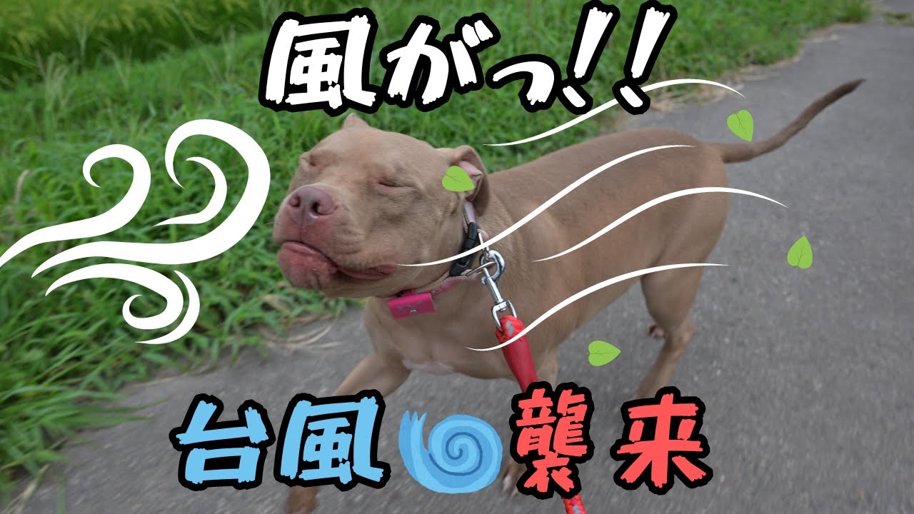 台風接近中！ピットブルのデイジーとの強風お散歩！
