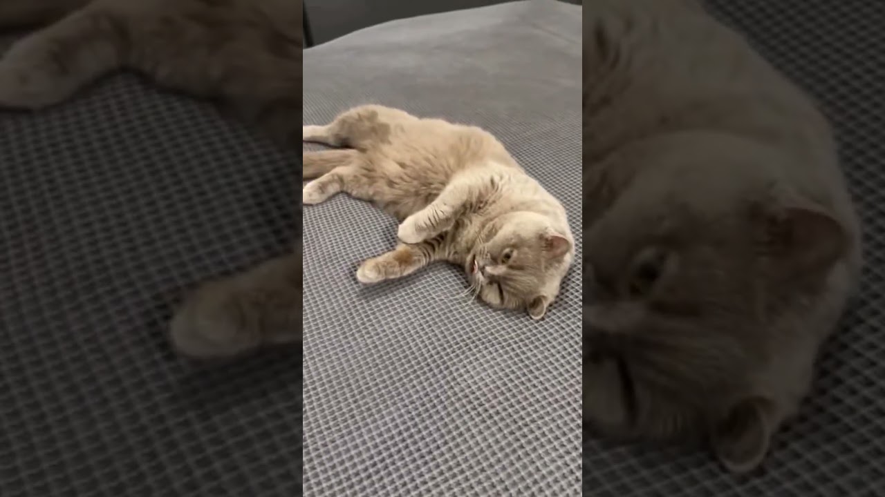 Спасенный Боня передаёт всем привет, впереди ещё узи и анализыи #cat