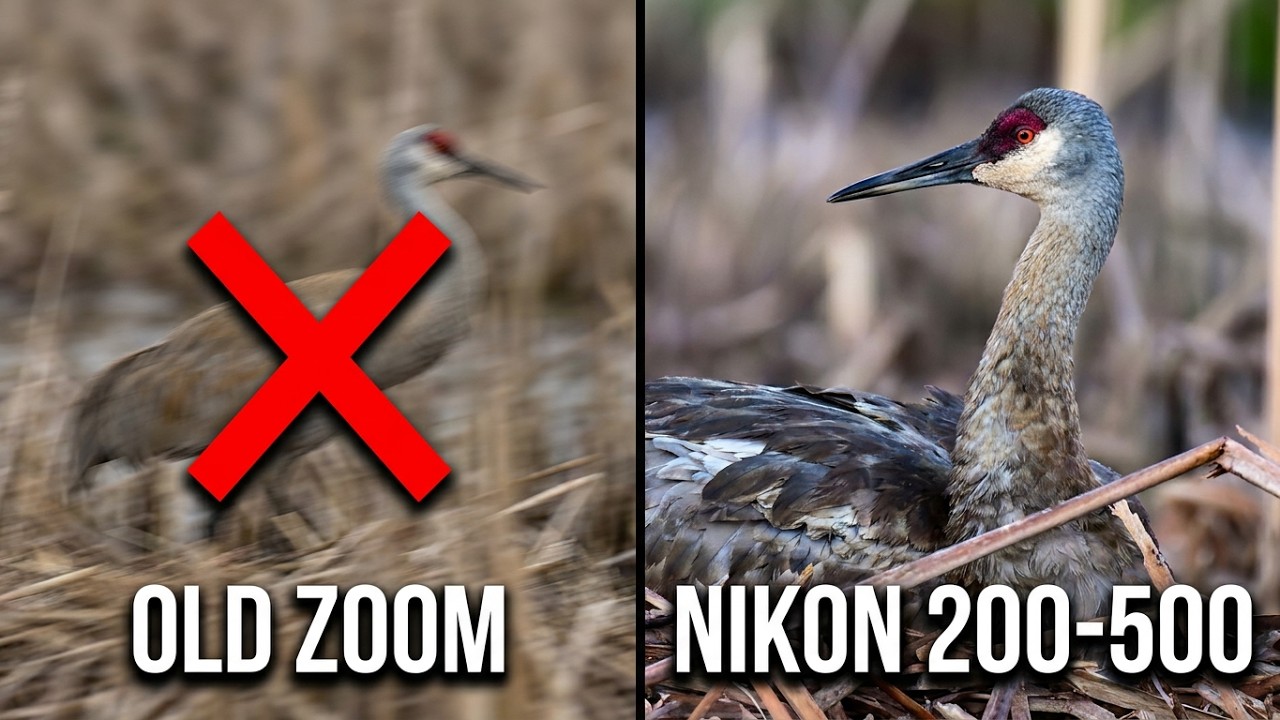 Nikon 200-500mm Lens First Day Impressions Wildlife / Birding Photography