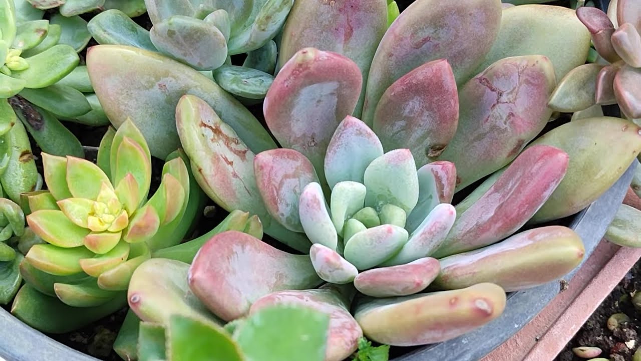 Sultan hanımın kargosu çanakkale yolcusu❤🌺#succulent #youtube #benionecikar 