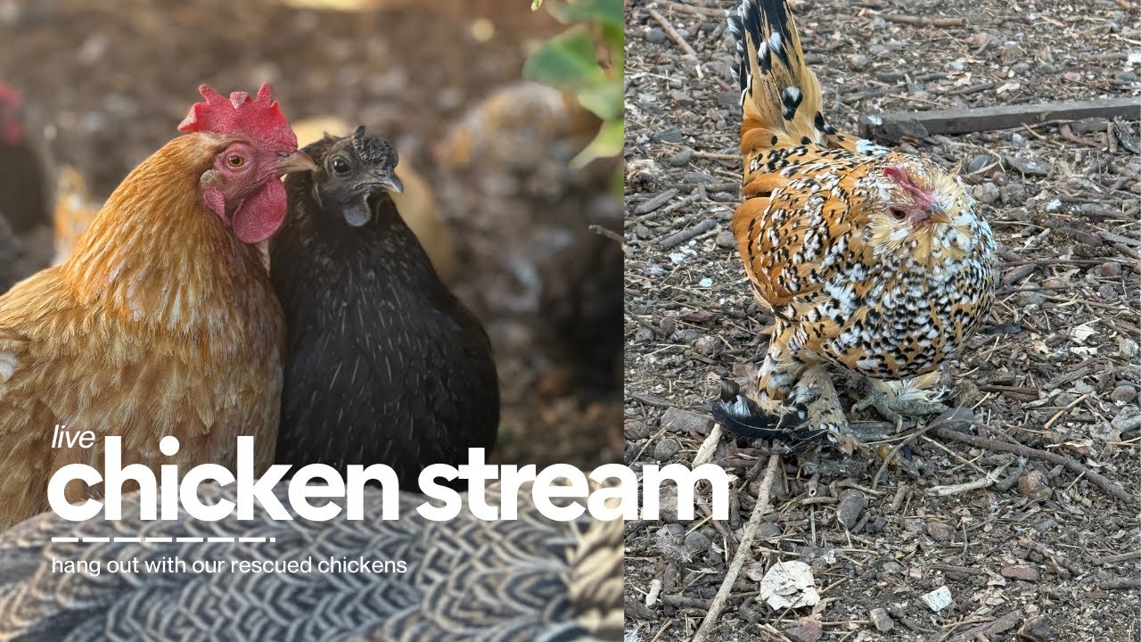 Chicken Live Stream - Fort Fluffy Butt Live Stream - 1/12/26