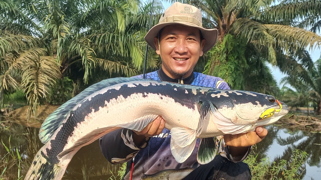 INI SUNGGUH GILA ‼️ NIAT CARI GABUS MALAH DI SERET MAMA TOMAN