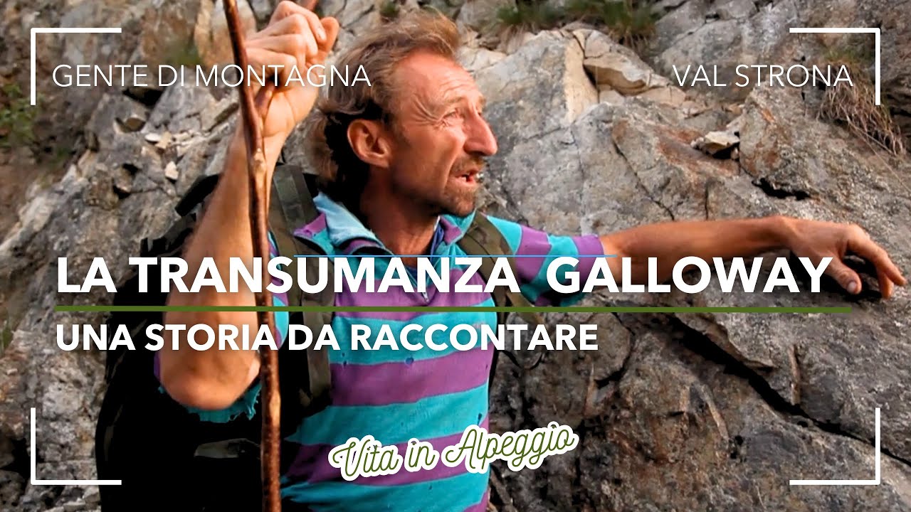 TRANSUMANZA BOVINI GALLOWAY IN ALPE CAMPO VALLE STRONA