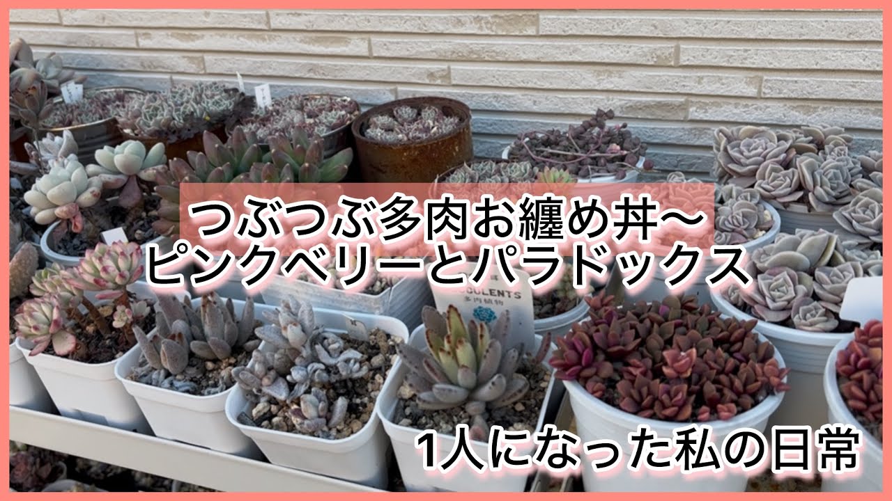 [多肉植物]つぶつぶ多肉お纏め丼〜ピンクベリーとパラドックス^_^1人になった私の戯言