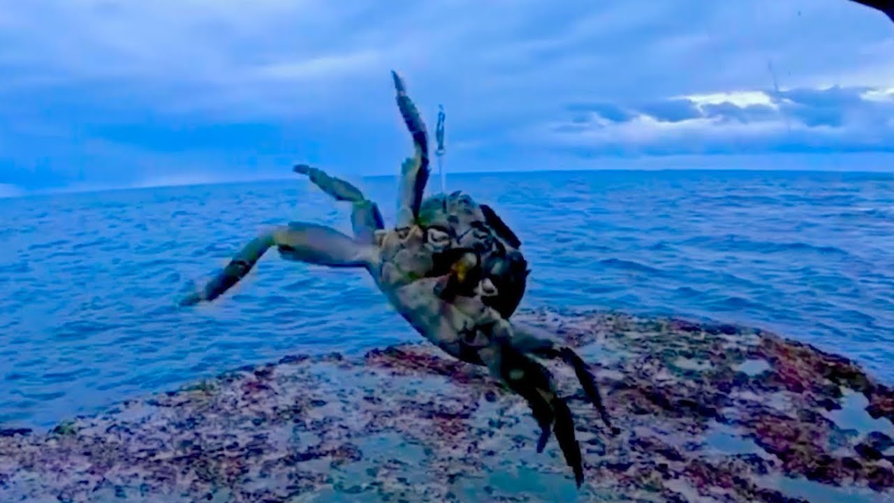 【驚愕】離島の海でカニをエサに釣りしてみると、、、