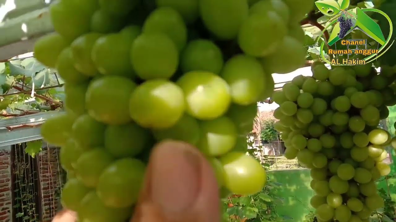 CARA MERAWAT BUAH ANGGUR,@rumahangguralhakim