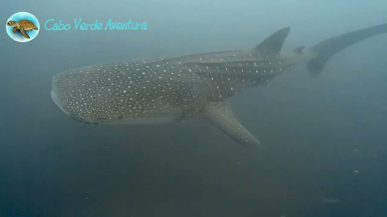 Sumérgete con nosotros en las Cristalinas Aguas de Isla de Sal - CABO VERDE