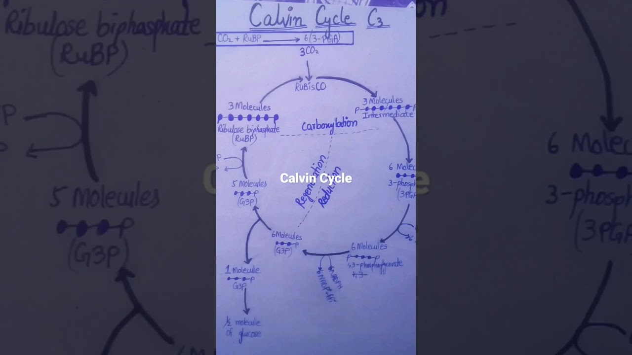 Calvin Cycle / C3 Cycle
