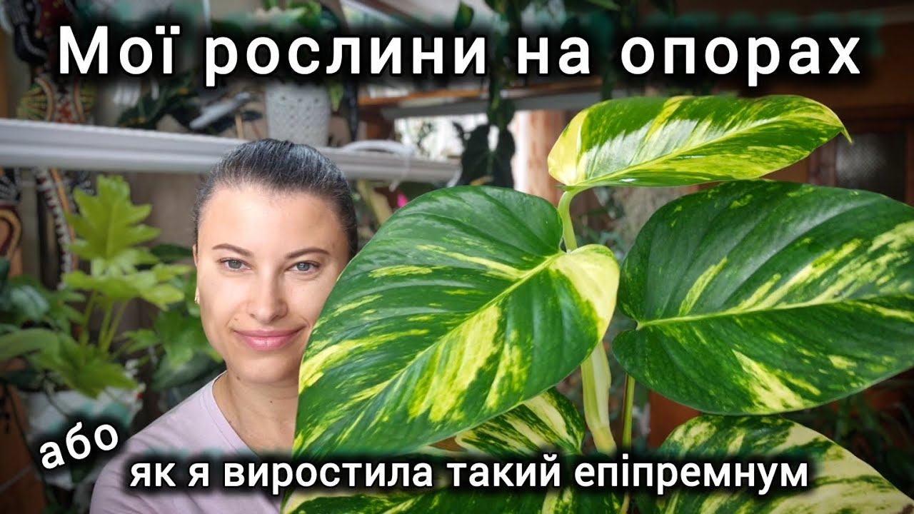 Як виростити гіганта. Мої рослини на опорах. Огляд колекції.