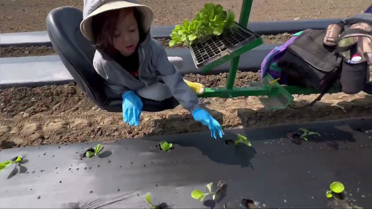 Planting eggplant
