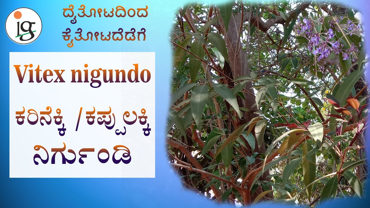 Karinekki ಕರಿನೆಕ್ಕಿ / ಕಪ್ಪುಲಕ್ಕಿ/ ನಿರ್ಗುಂಡಿ /Vitex negundo - Daithotadinda kaithotadedege