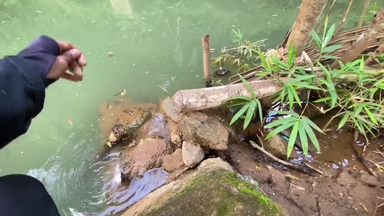 MANCING WADER MALAH DAPAT LELE BABON!!!!