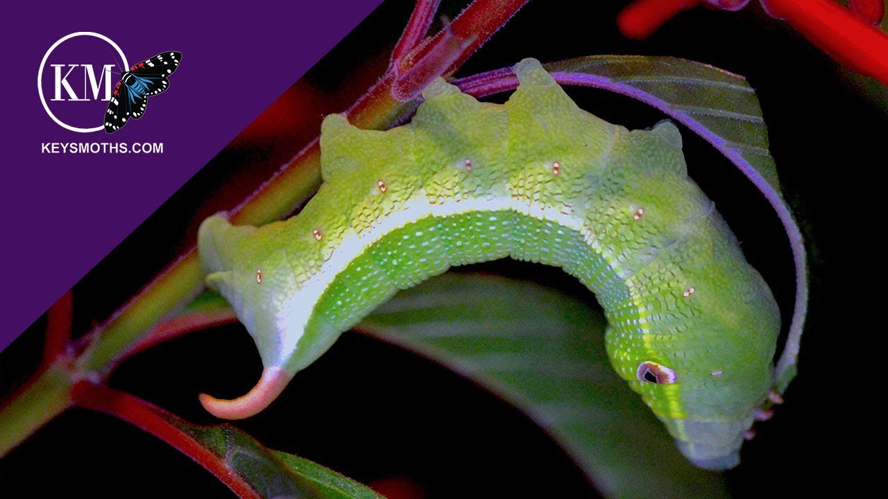Attracting Green Sphinx moths to Your Garden - The Pluto Sphinx