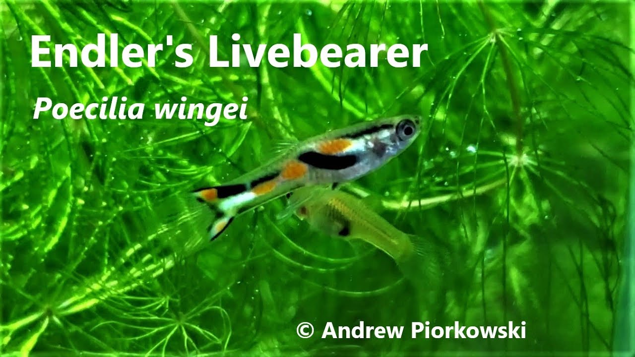 Endler's Livebearer Profile: Class N Poecilia wingei Strains, Black Bar & Blue Star!