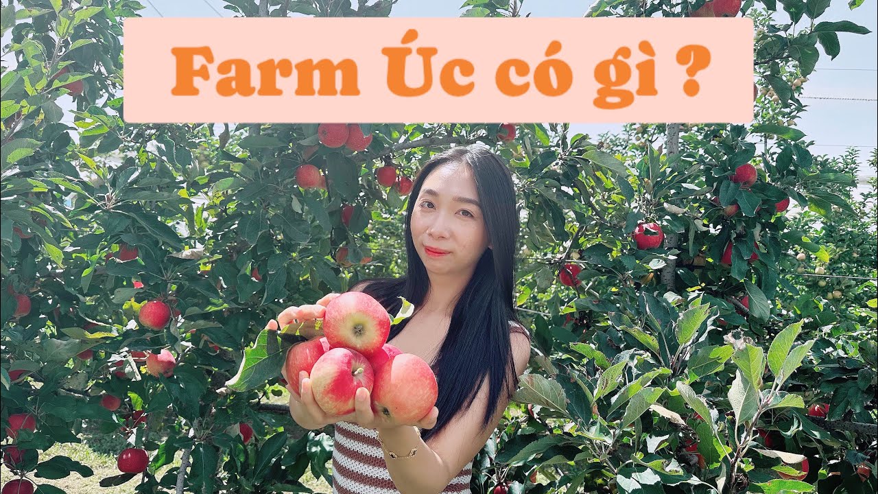Cuộc sống Úc: Farm Úc có gì? Trải nghiệm đi tham quan và hái trái cây ở Bilpin🇦🇺 Farm Life in Sydney