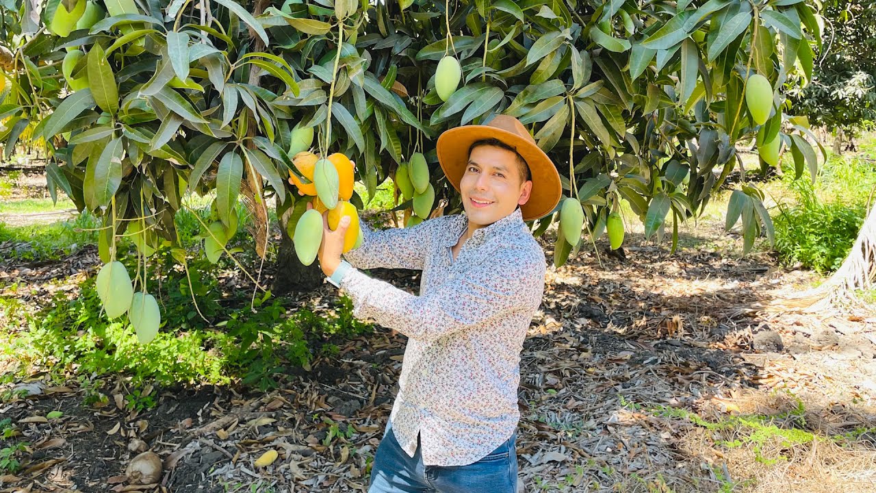 Productor de MANGO |  Plagas que afectan TRIPS, ANTRACNOSIS | Variedades Manila, Ataulfo Haden Keitt