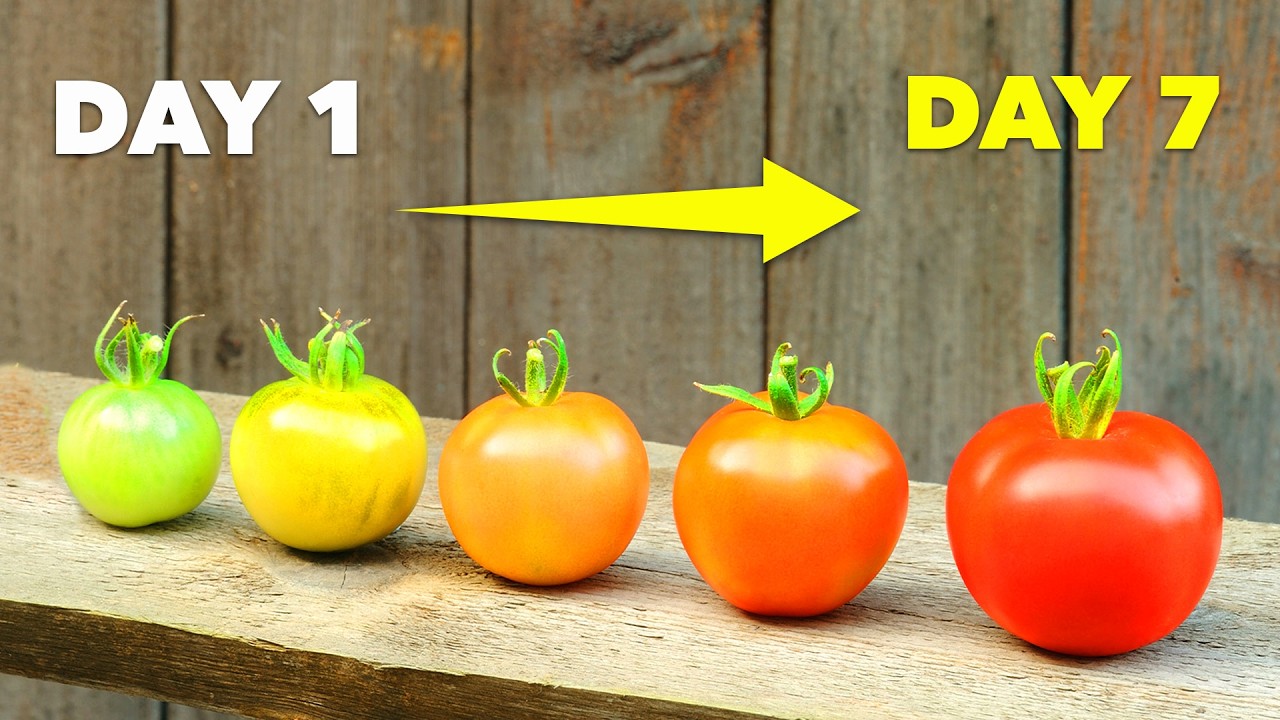 How to Ripen Green Tomatoes In Just 7 Days