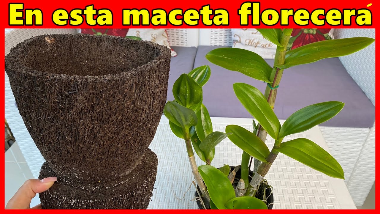 La mejor maceta para que tus orqu&iacute;deas florezcan todo el a&ntilde;o / Cefrainy Diaz